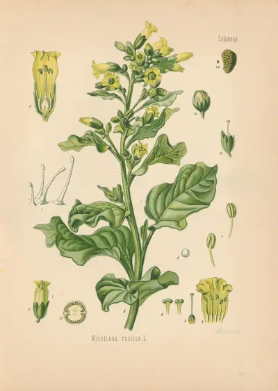 Nicotiana rustica av Gustav Pabst