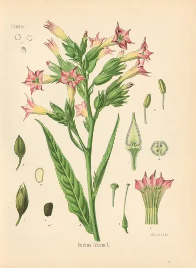 Nicotiana Tabacum av Gustav Pabst