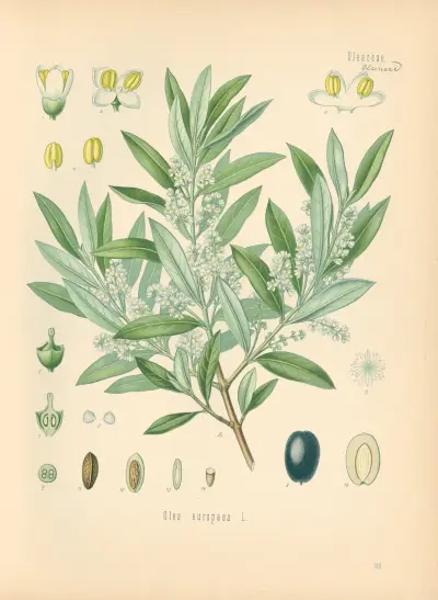 Olea europaea av Gustav Pabst