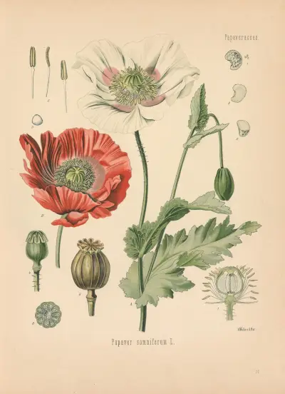 Papaver somniferum av Gustav Pabst