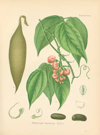 Physostigma venenosum av Gustav Pabst