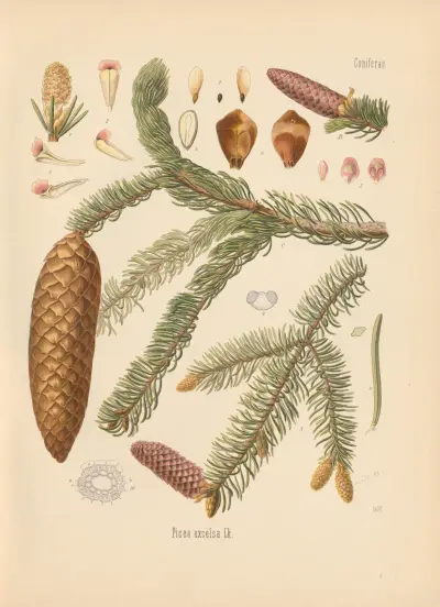 Picea excelsa av Gustav Pabst