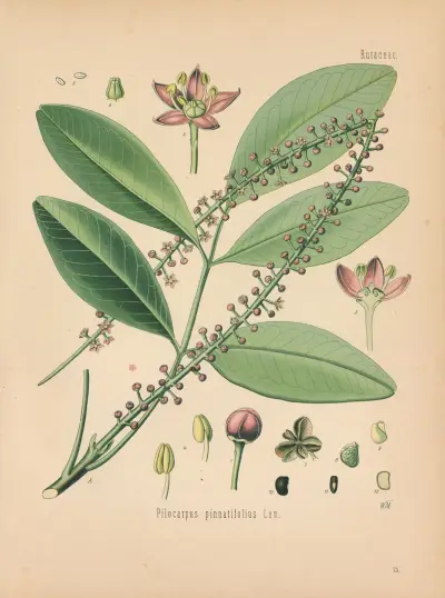 Pilocarpus pinnatifolius av Gustav Pabst