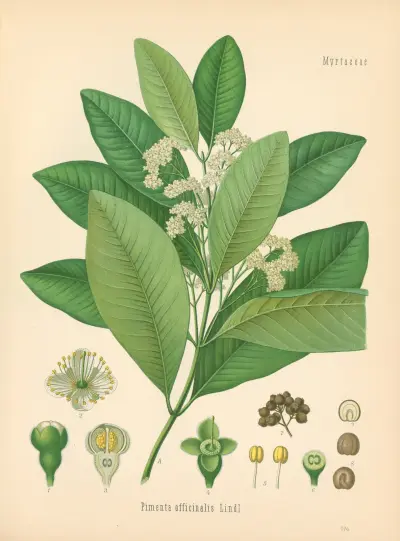 Pimenta officinalis av Gustav Pabst
