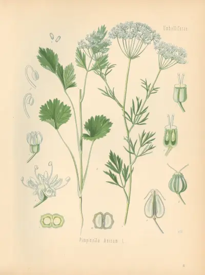 Pimpinella Anisum av Gustav Pabst