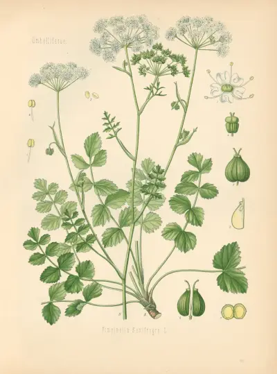 Pimpinella Saxifraga av Gustav Pabst