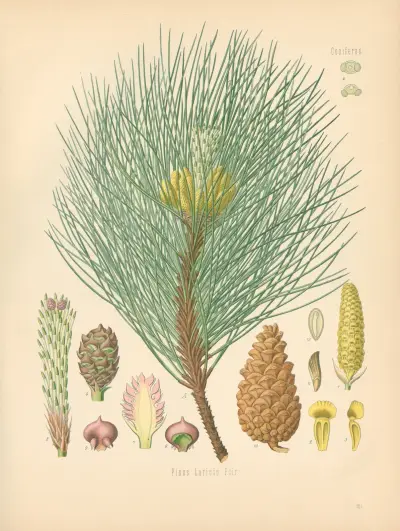 Pinus Laricio av Gustav Pabst