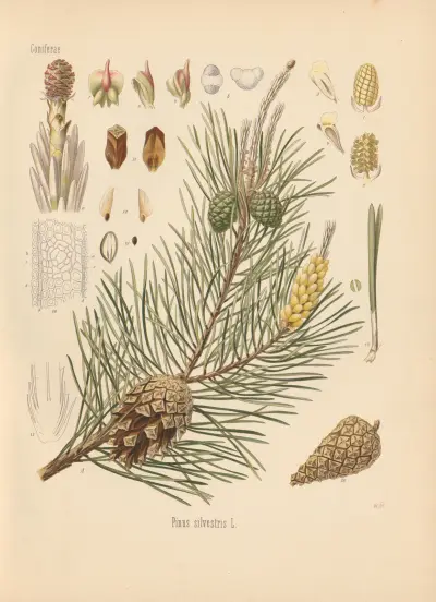 Pinus silvestris av Gustav Pabst