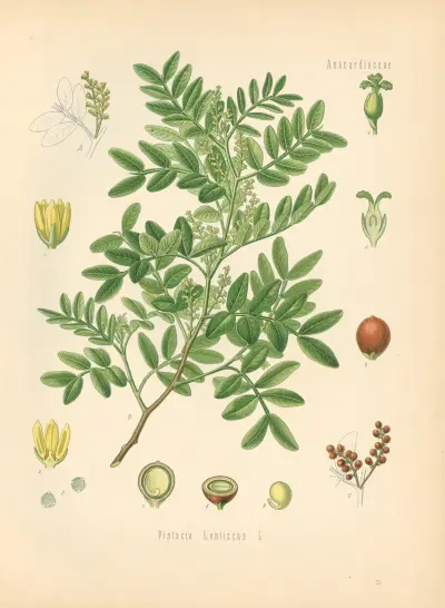 Pistacia Lentiscus av Gustav Pabst