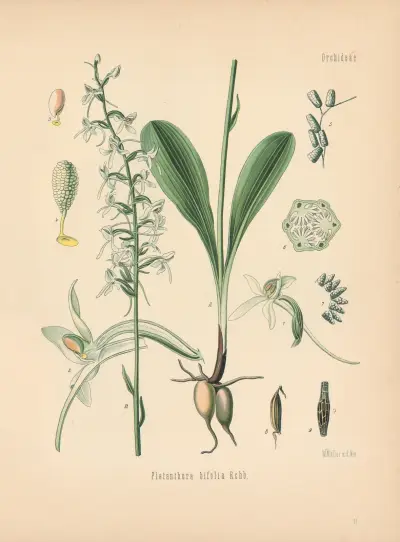 Platanthera bifolia av Gustav Pabst
