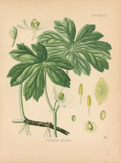 Podophyllum peltatum, Gustav Pabst