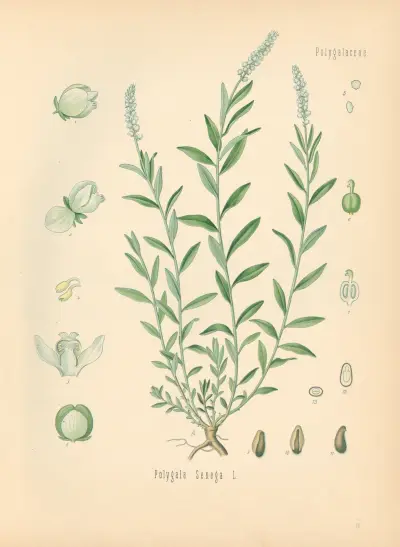 Polygala Senega av Gustav Pabst