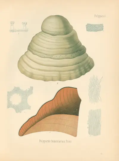 Polyporus fomentarius av Gustav Pabst