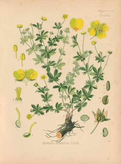 Potentilla Tormentilla av Gustav Pabst