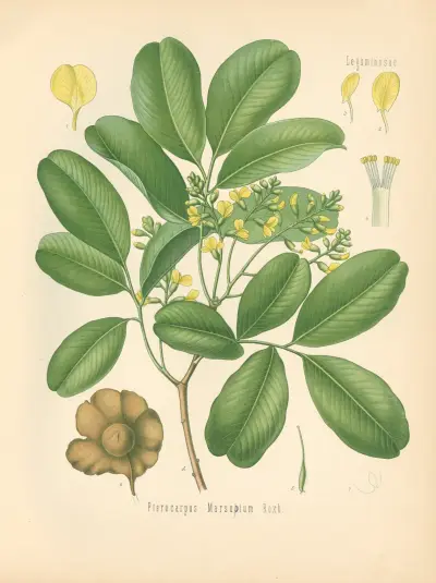Pterocarpus Marsupium von Gustav Pabst