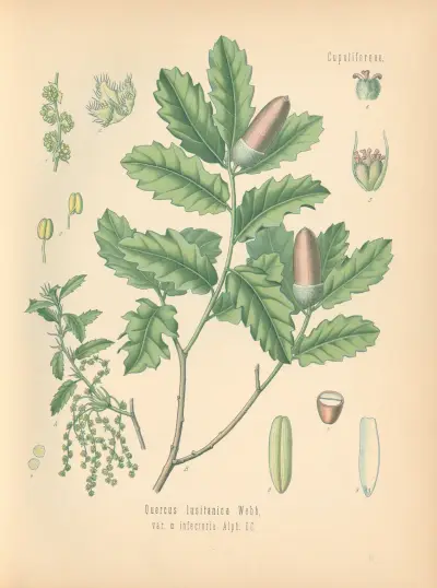 Quercus lusitanica av Gustav Pabst