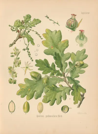 Quercus pedunculata av Gustav Pabst