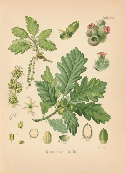 Quercus sessiliflora, Gustav Pabst