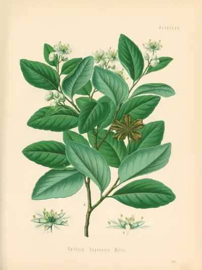 Quillaja Saponaria av Gustav Pabst