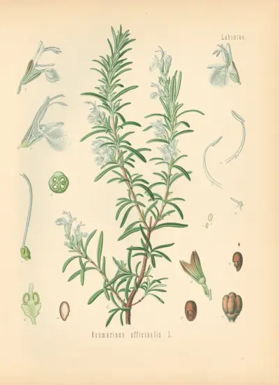 Rosmarinus officinalis av Gustav Pabst