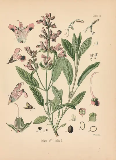 Salvia officinalis av Gustav Pabst