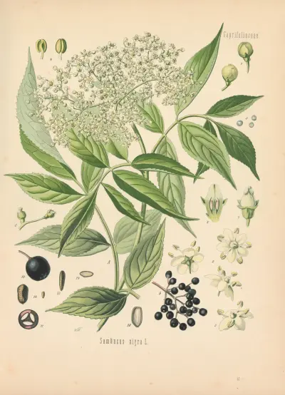 Sambucus nigra av Gustav Pabst