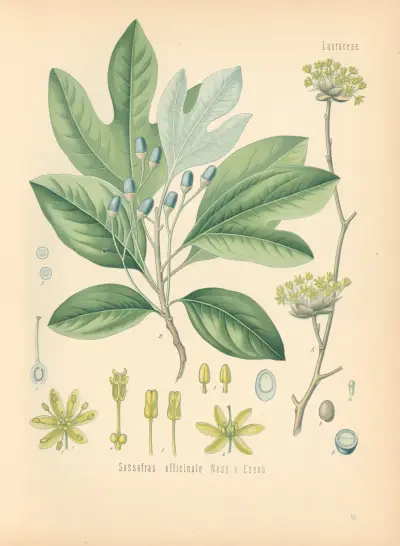 Sassafras officinale av Gustav Pabst