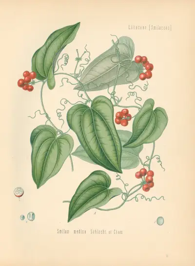Smilax medica, Gustav Pabst