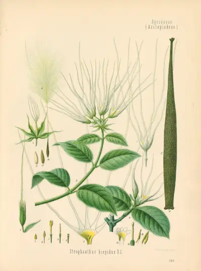 Strophanthus hispidus av Gustav Pabst