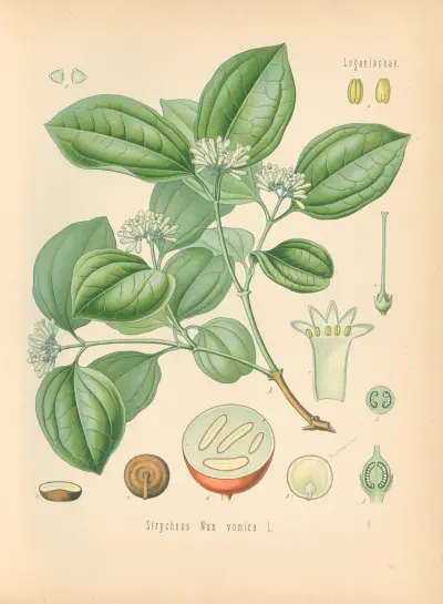 Strychnos Nux av Gustav Pabst