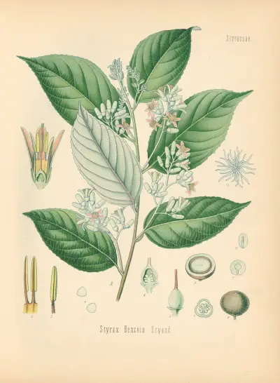 Styrax Benzoin av Gustav Pabst