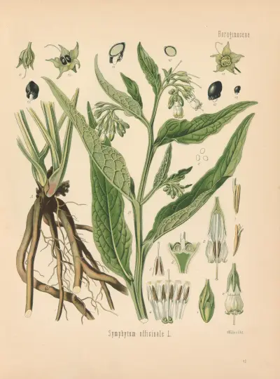 Symphytum officinale av Gustav Pabst