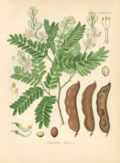 Tamarindus indica av Gustav Pabst