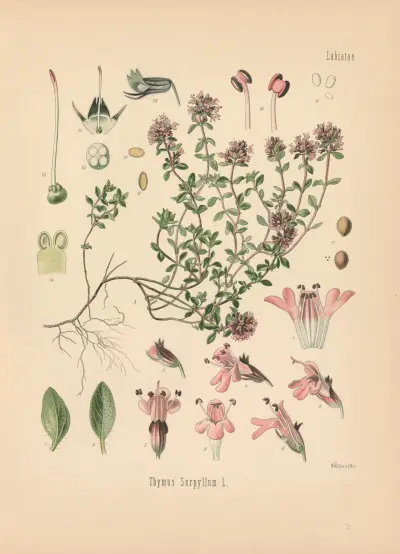 Thymus Serpyllum av Gustav Pabst