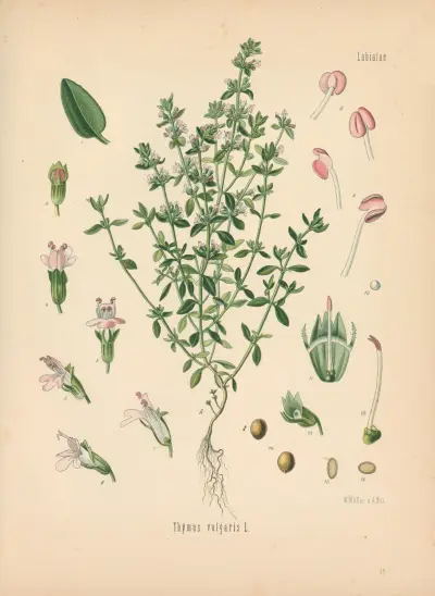 Thymus vulgaris av Gustav Pabst