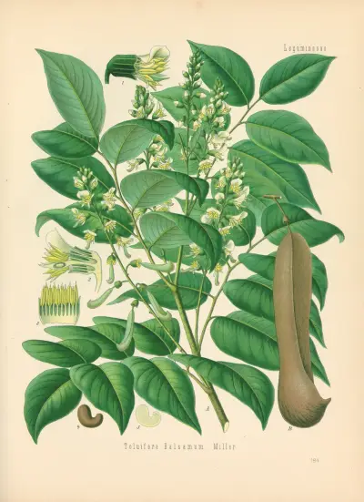 Toluifera Balsamum av Gustav Pabst