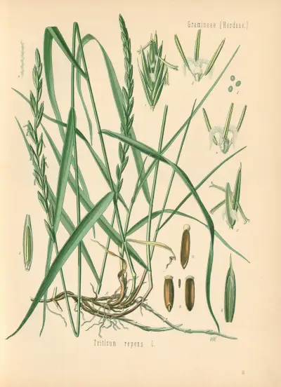 Triticum repens av Gustav Pabst