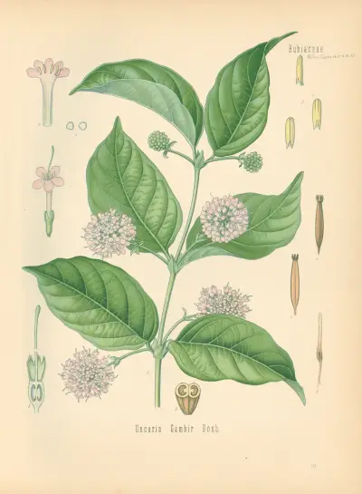 Uncaria Gambir av Gustav Pabst