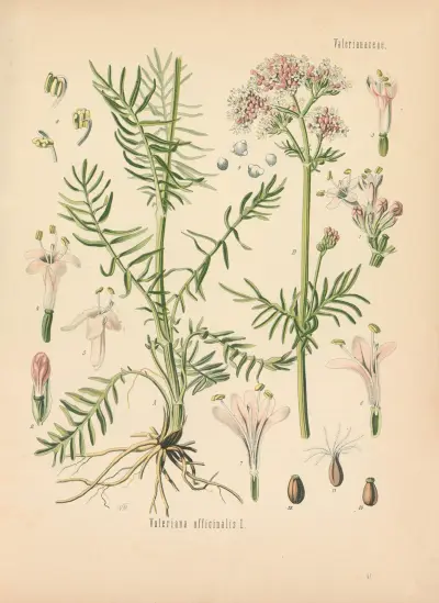 Valeriana officinalis av Gustav Pabst