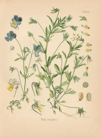 Viola tricolor av Gustav Pabst