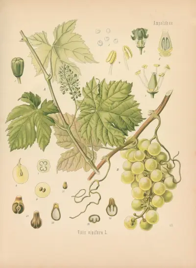 Vitis vinifera av Gustav Pabst