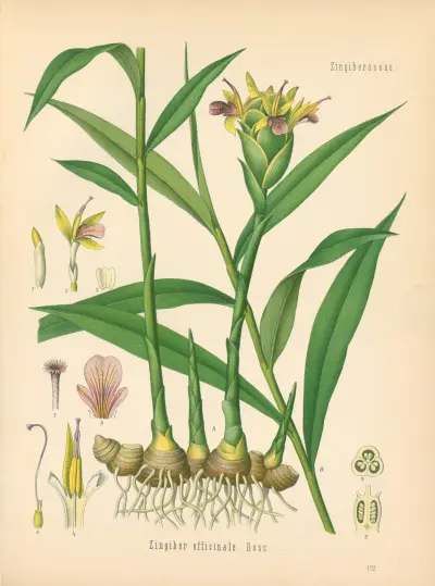 Zingiber officinale av Gustav Pabst