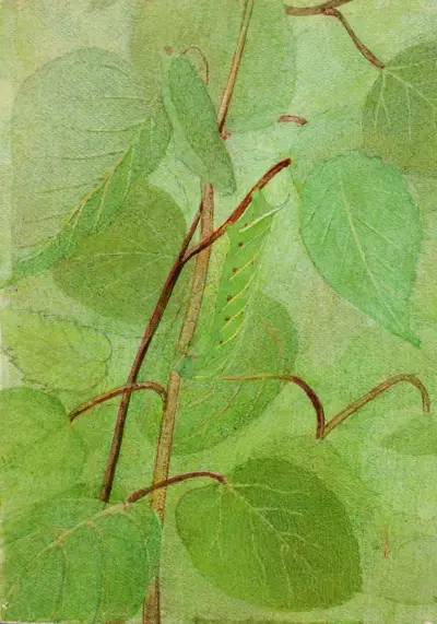Sphinx Caterpillar, study for book Concealing Coloration in the Animal Kingdom av Abbott Handerson Thayer