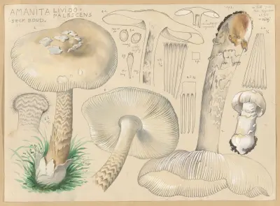 Amanita lividopalescens Secr. Boud. av Hans Walty