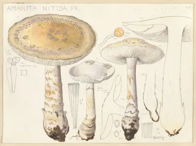 Amanita nitida Fr. av Hans Walty