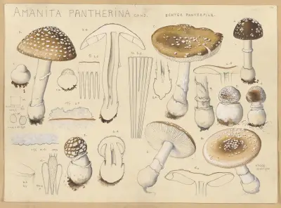 Amanita pantherina Cand. av Hans Walty