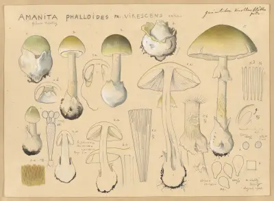 Amanita phalloides Fr., virescens Vaill. av Hans Walty