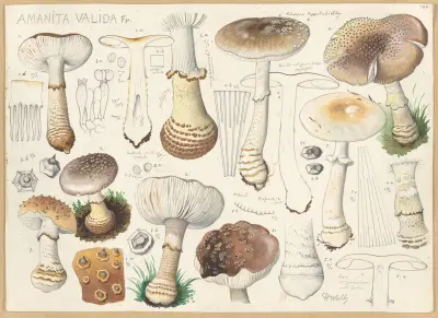 Amanita valida Fr. av Hans Walty