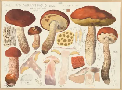 Boletus aurantiacus Bull. av Hans Walty