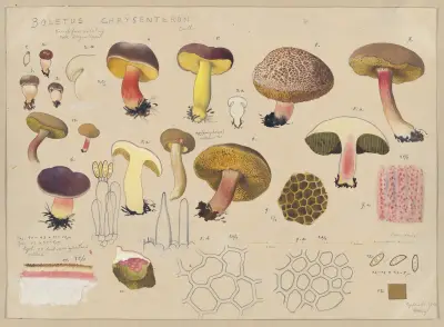 Boletus chrysenteron Bull. av Hans Walty
